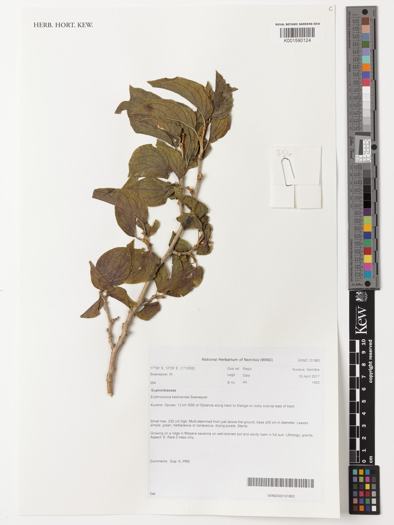 Erythrococca kaokoensis