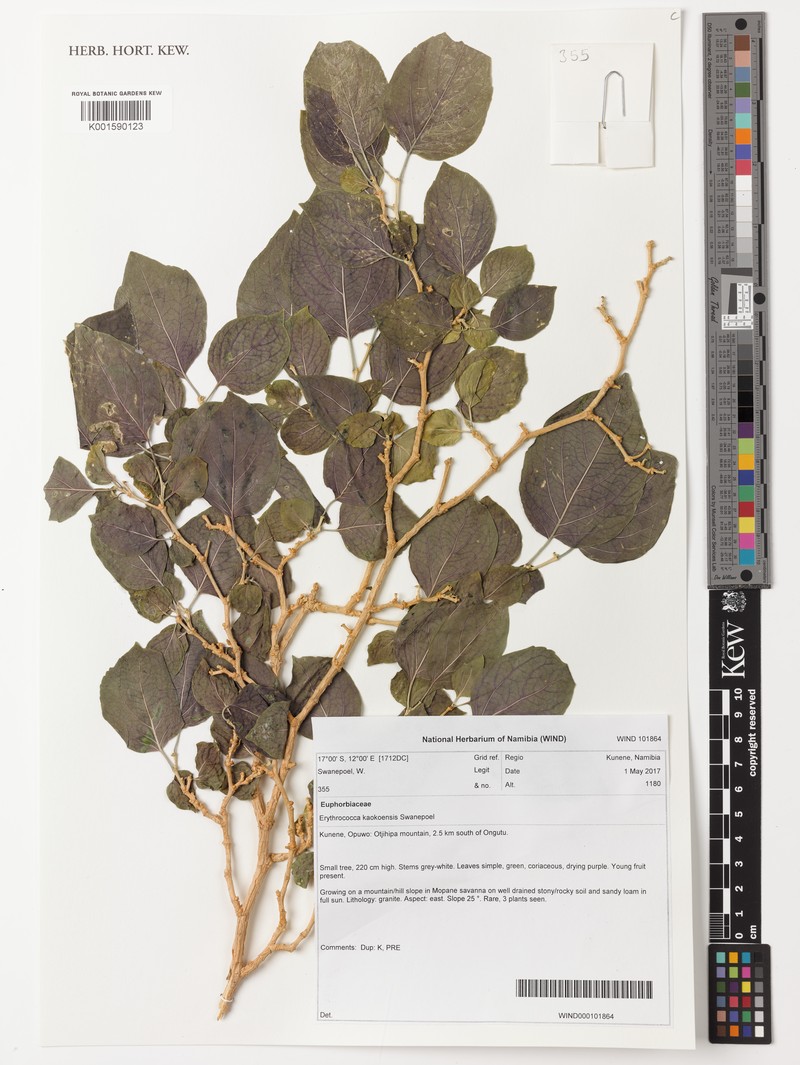Erythrococca kaokoensis photo 2