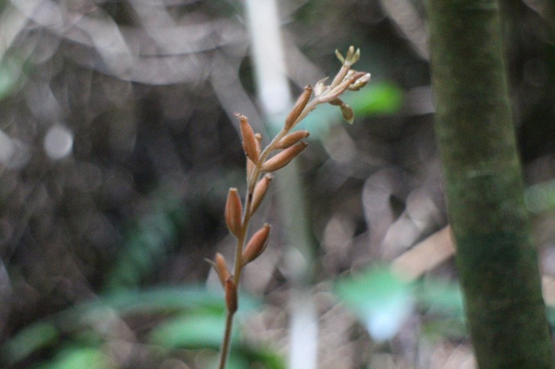 Erythrodes chinensis var. triantherae