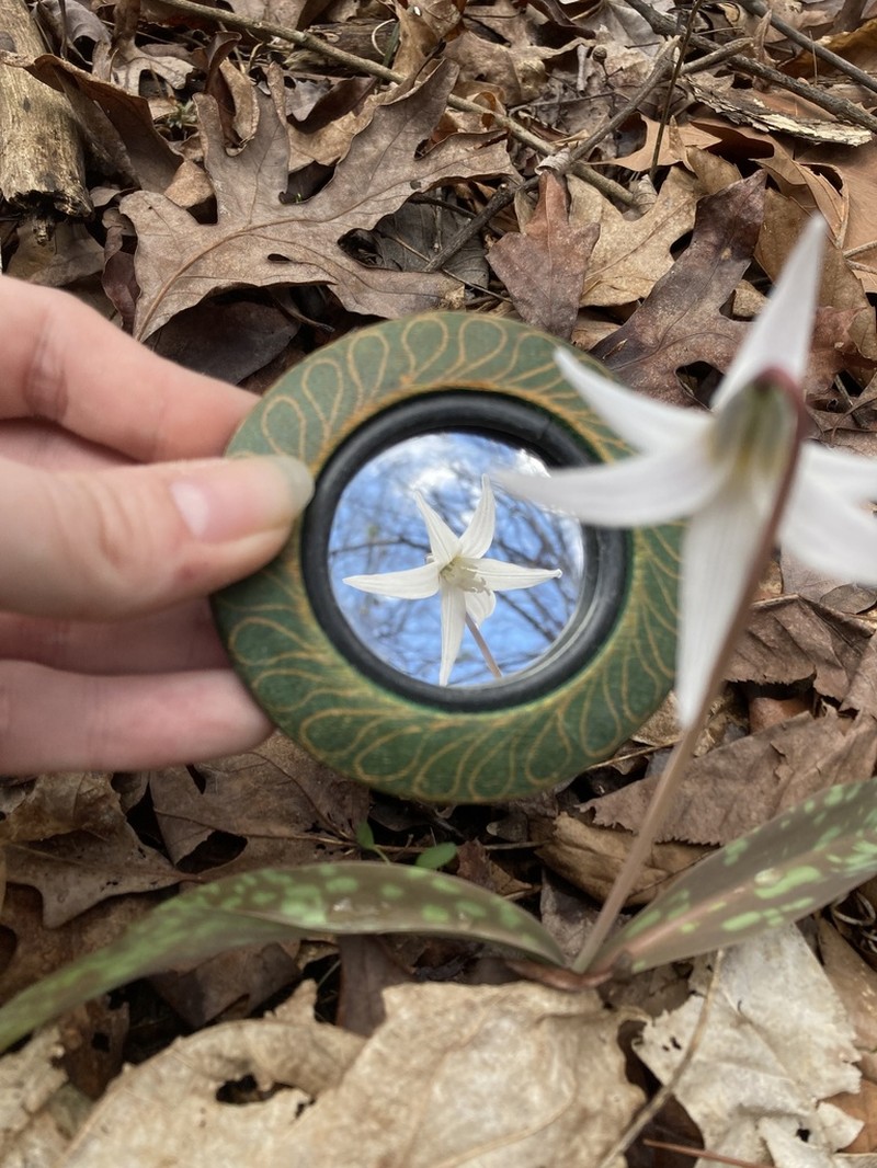 White Fawnlily