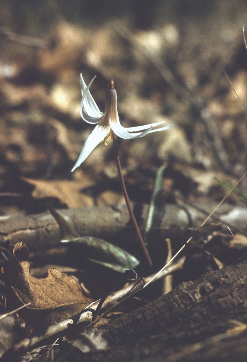 White Fawnlily photo 2