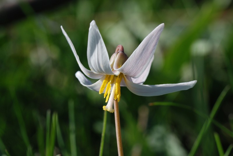 White Fawnlily photo 3