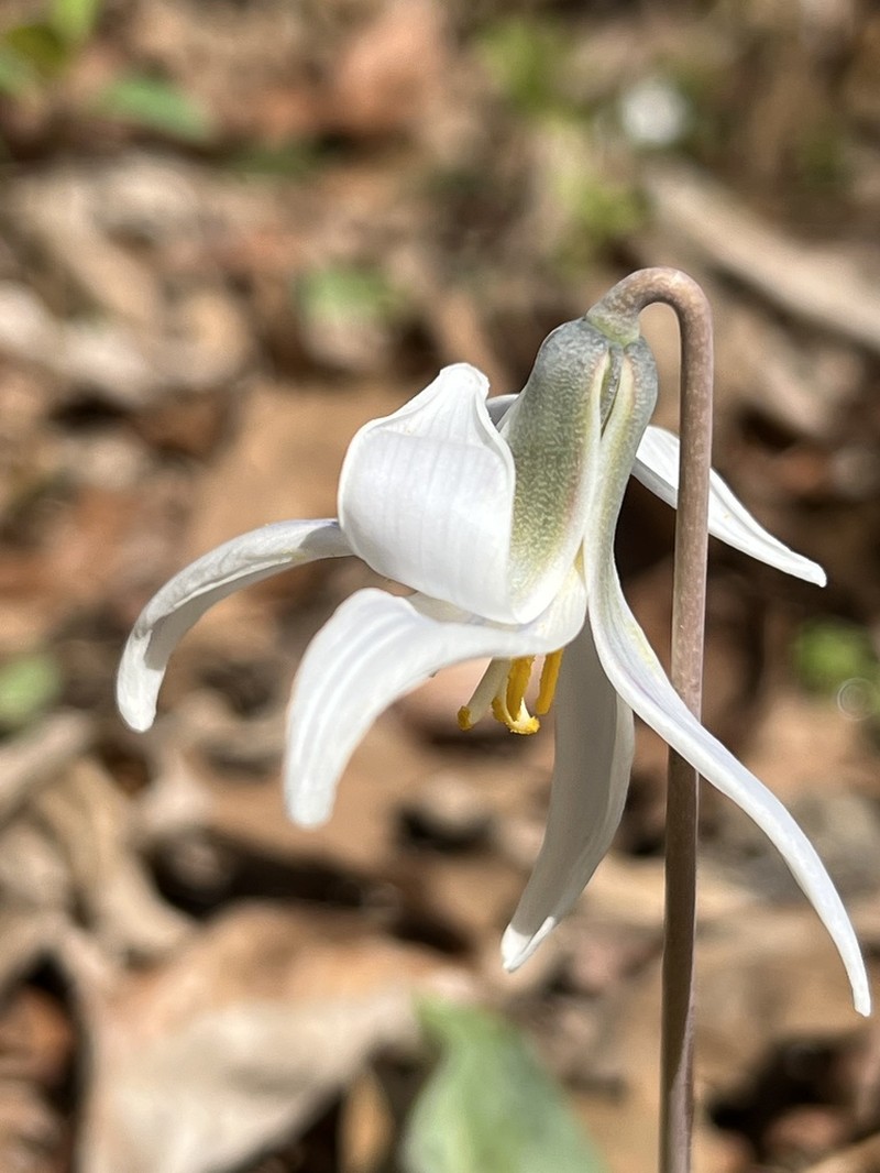 White Fawnlily photo 4