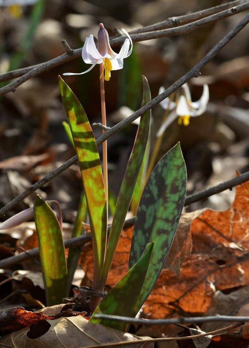 White Fawnlily photo 5