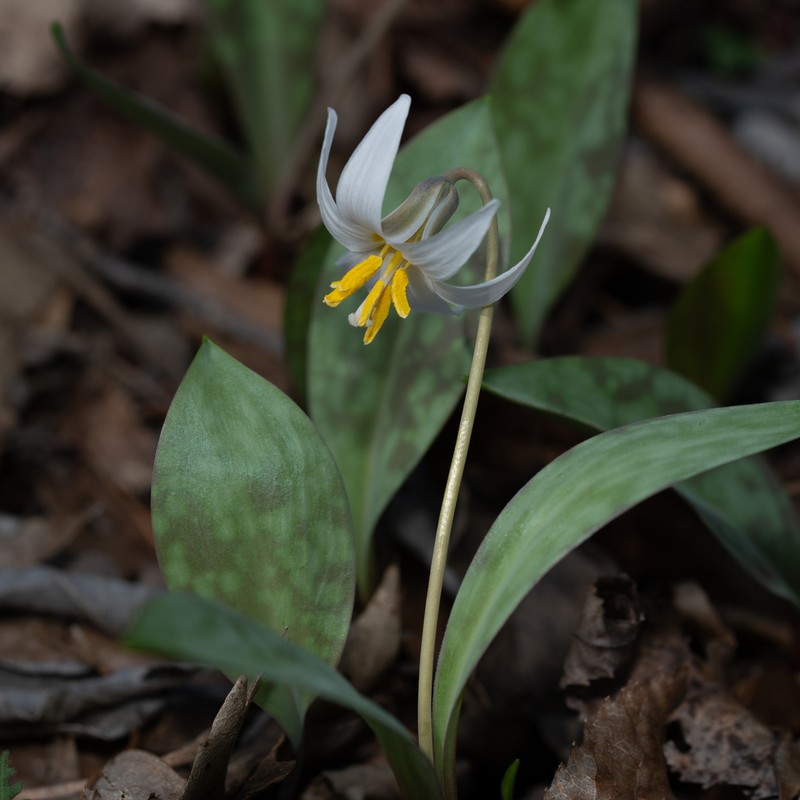 White Fawnlily photo 6