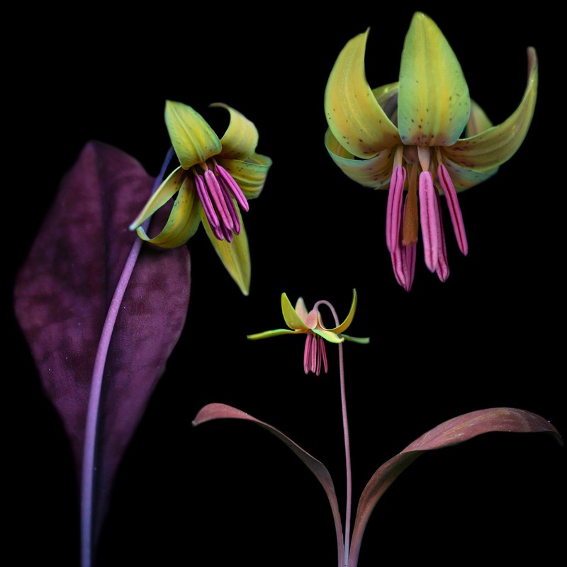 Dogtooth Violet