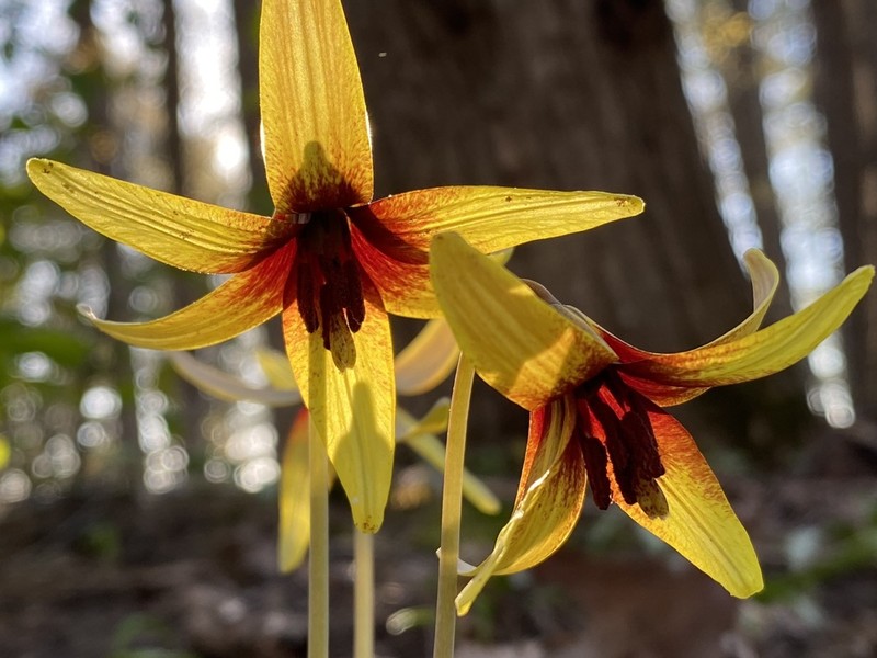 Dogtooth Violet photo 2