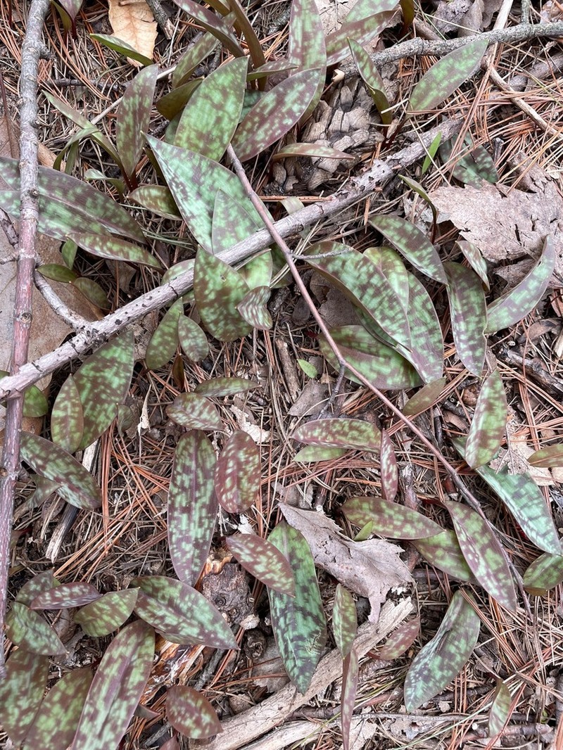 Dogtooth Violet photo 3
