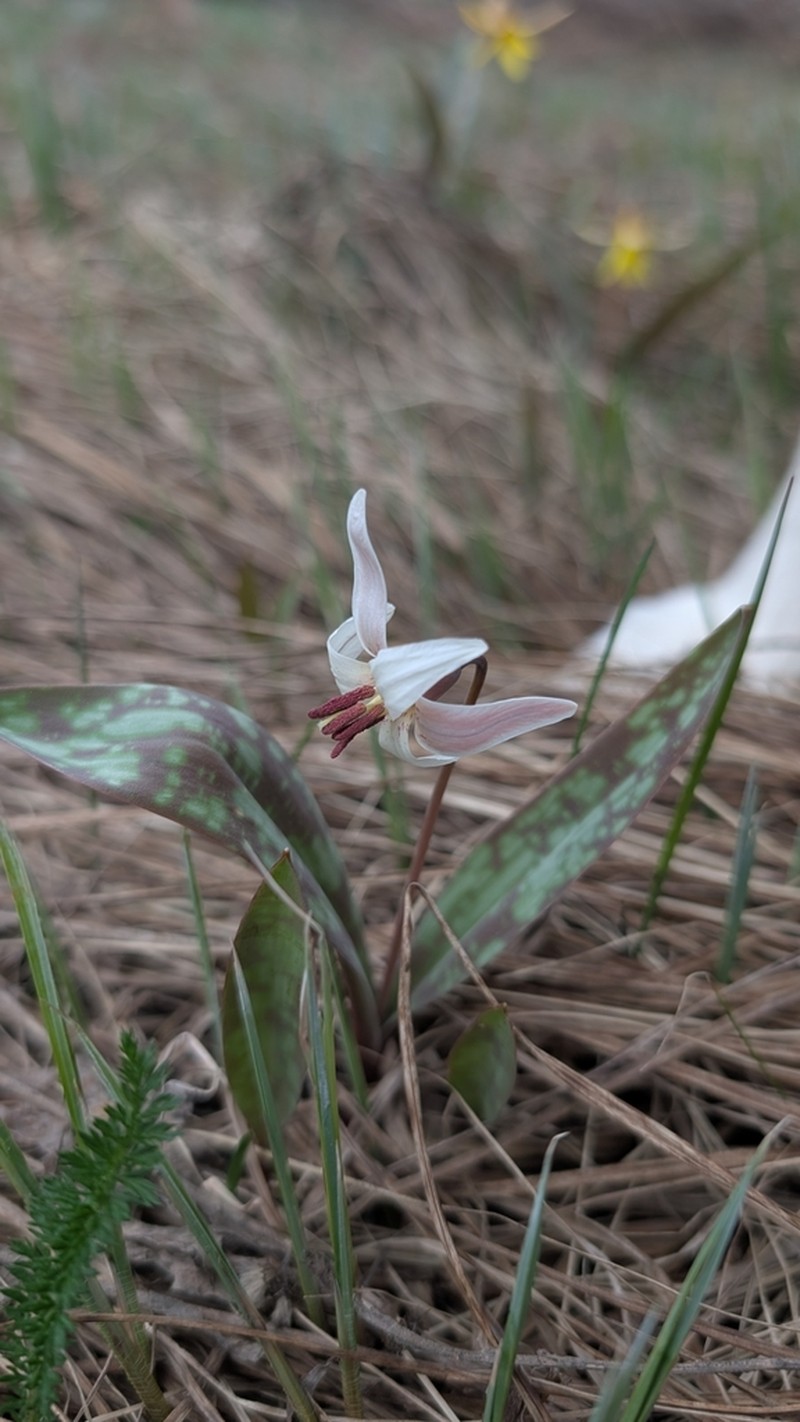 Dogtooth Violet photo 4