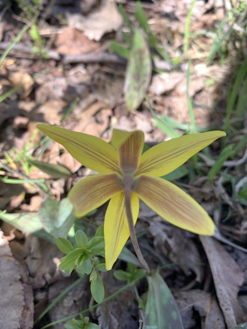 Dogtooth Violet photo 5