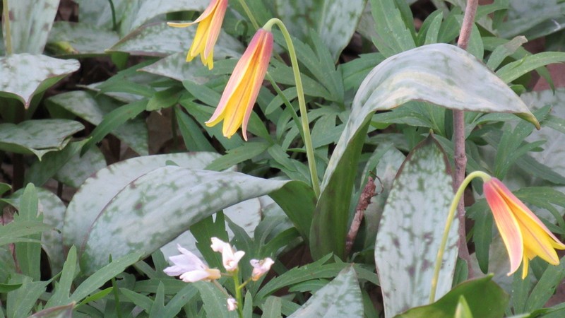 Dogtooth Violet photo 6