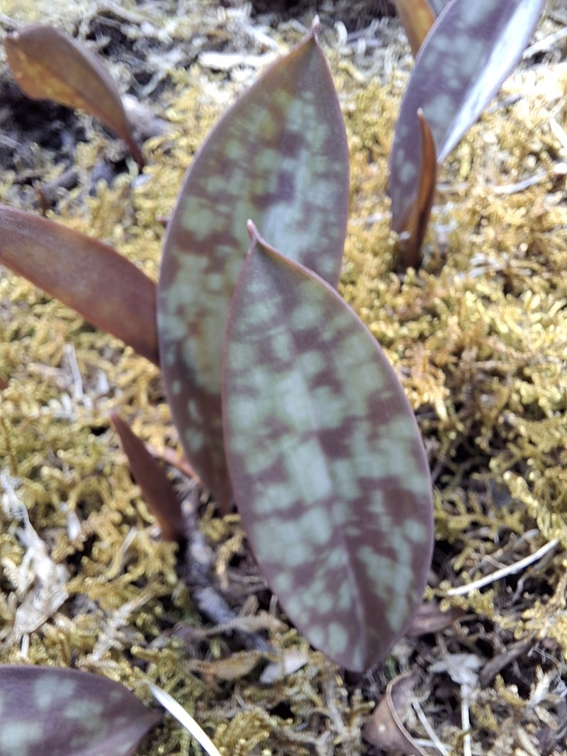 Dogtooth Violet photo 7