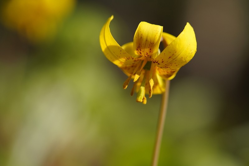 Dogtooth Violet photo 8
