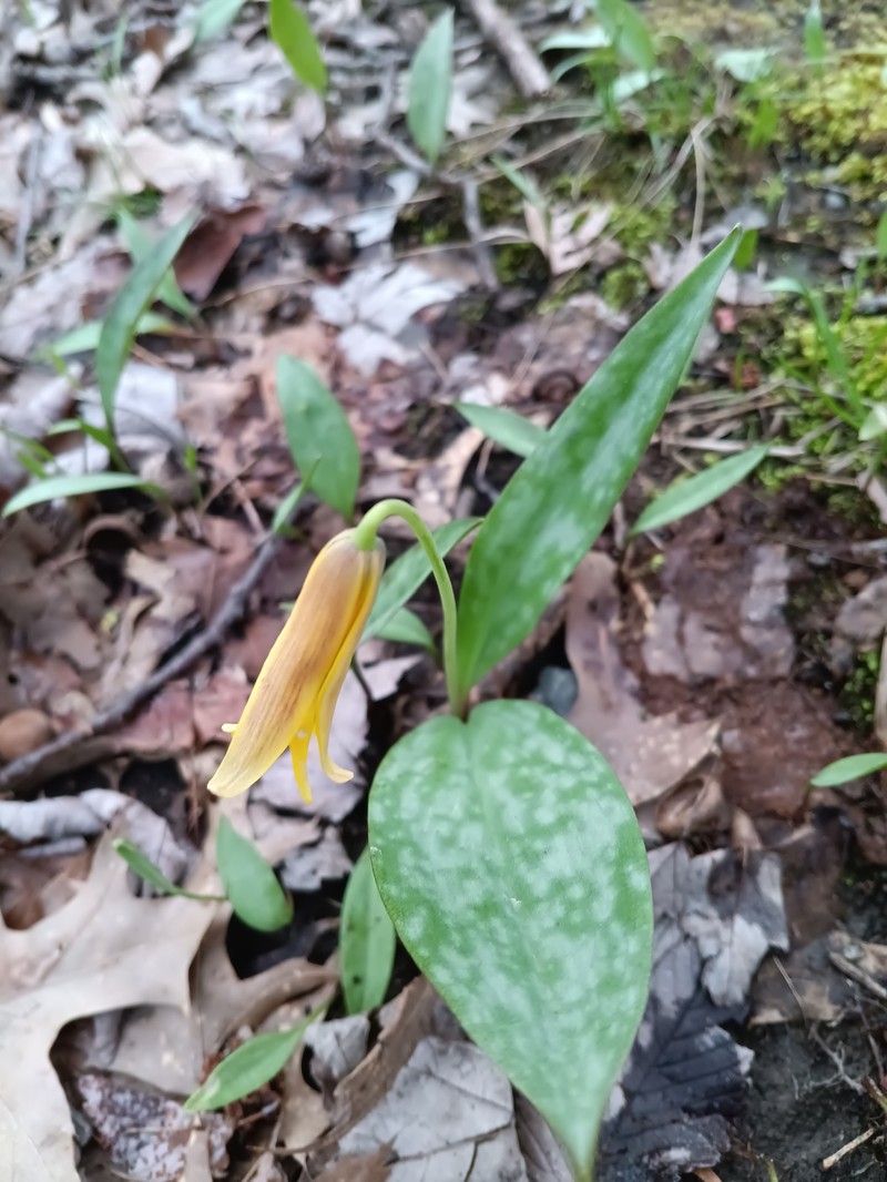 Erythronium americanum subsp. americanum