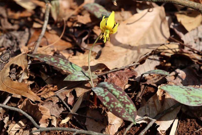 Erythronium americanum subsp. americanum photo 2