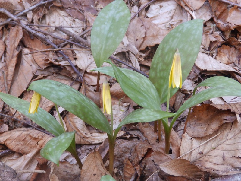 Erythronium americanum subsp. americanum photo 3