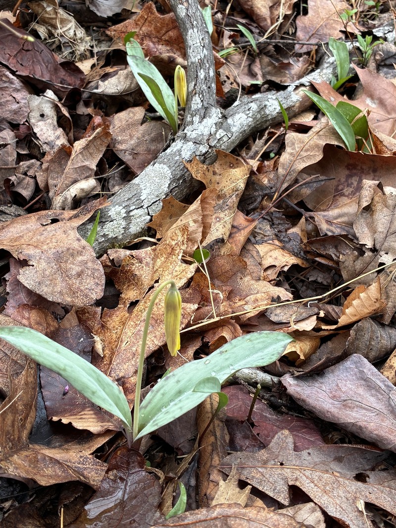 Erythronium americanum subsp. americanum photo 4