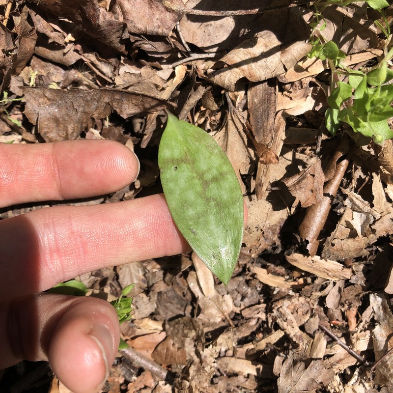 Erythronium americanum subsp. americanum photo 5