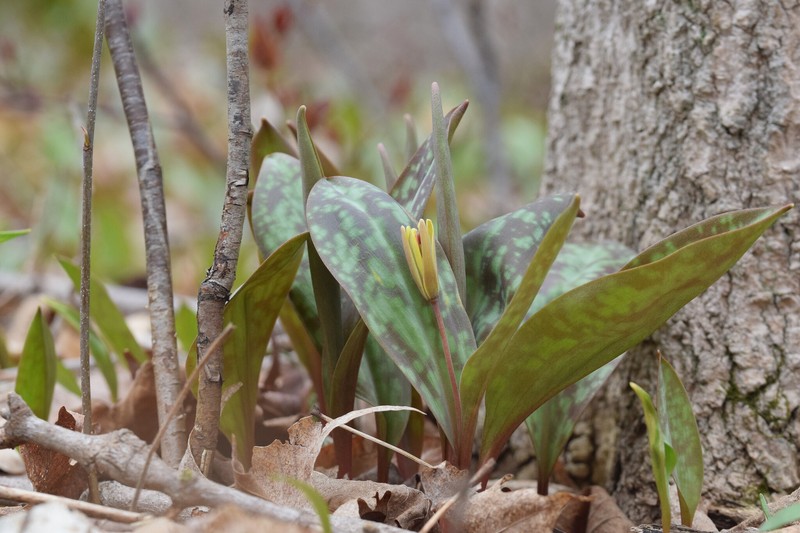 Erythronium americanum subsp. americanum photo 7