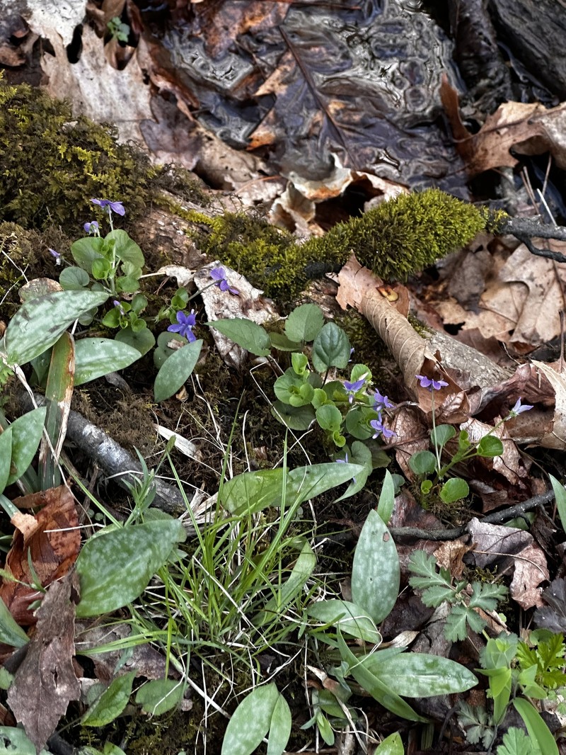 Erythronium americanum subsp. americanum photo 8