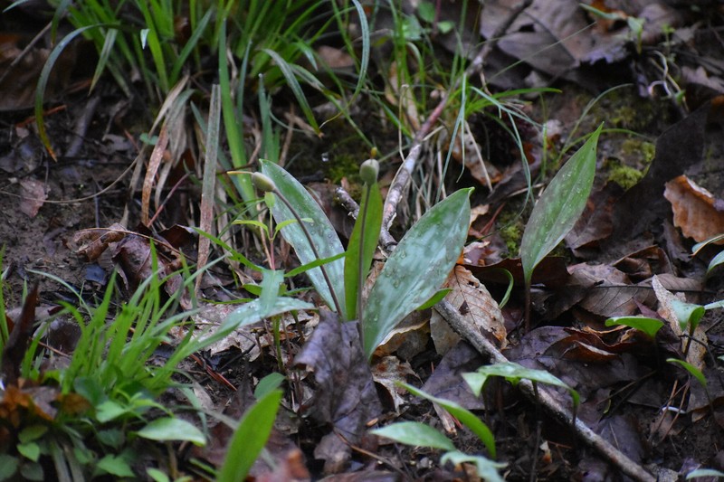 Erythronium americanum subsp. harperi