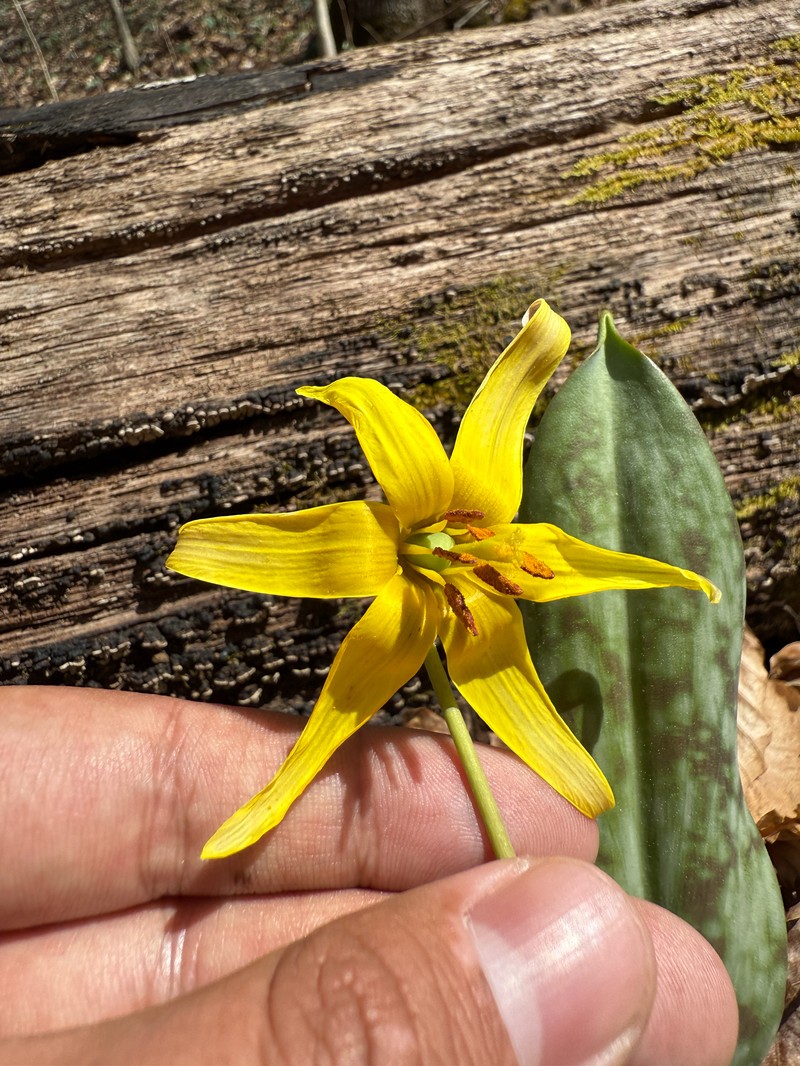 Erythronium americanum subsp. harperi photo 2