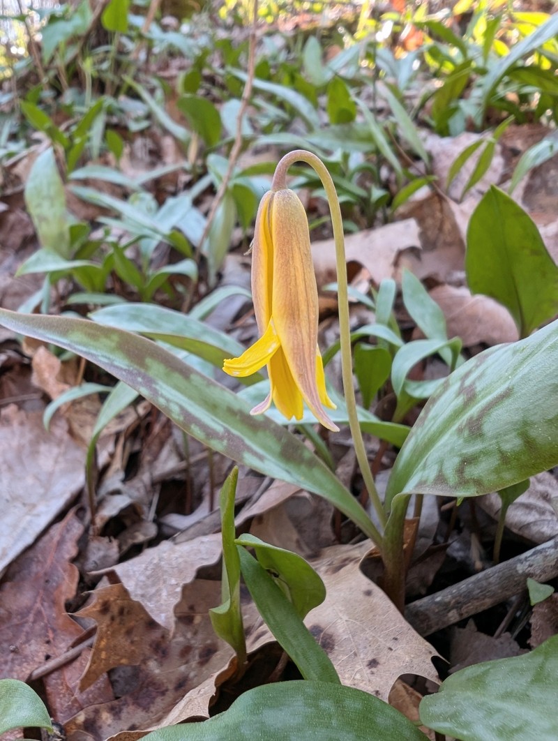 Erythronium americanum subsp. harperi photo 3