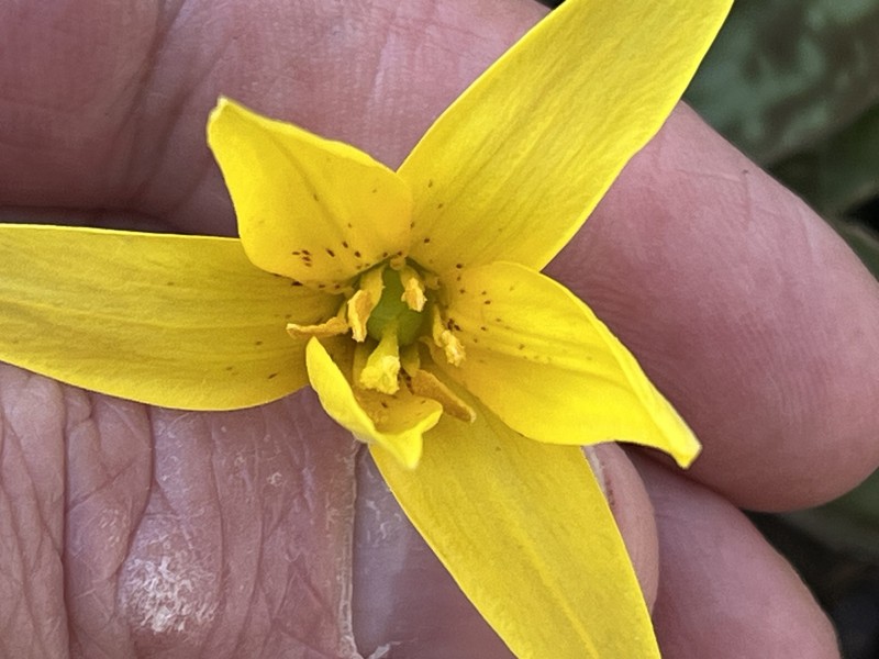Erythronium americanum subsp. harperi photo 4