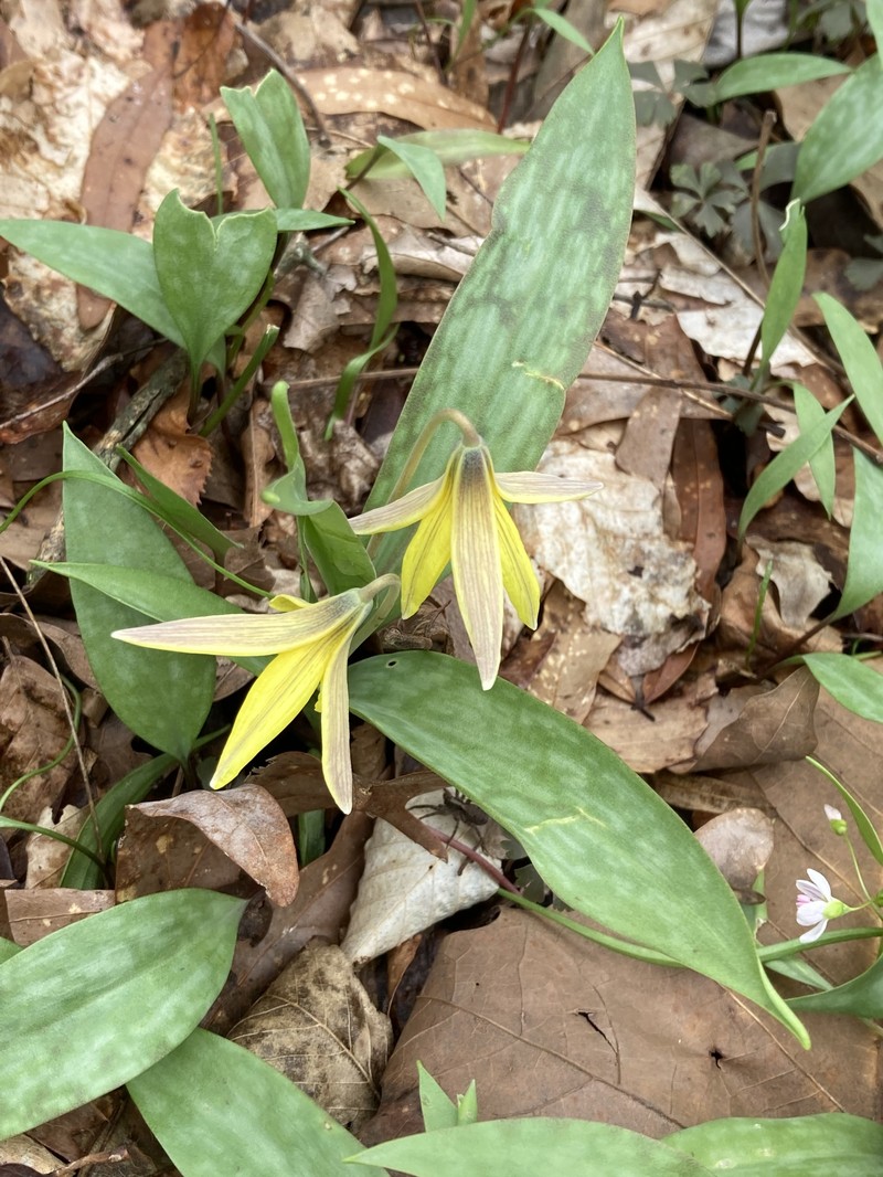 Erythronium americanum subsp. harperi photo 5