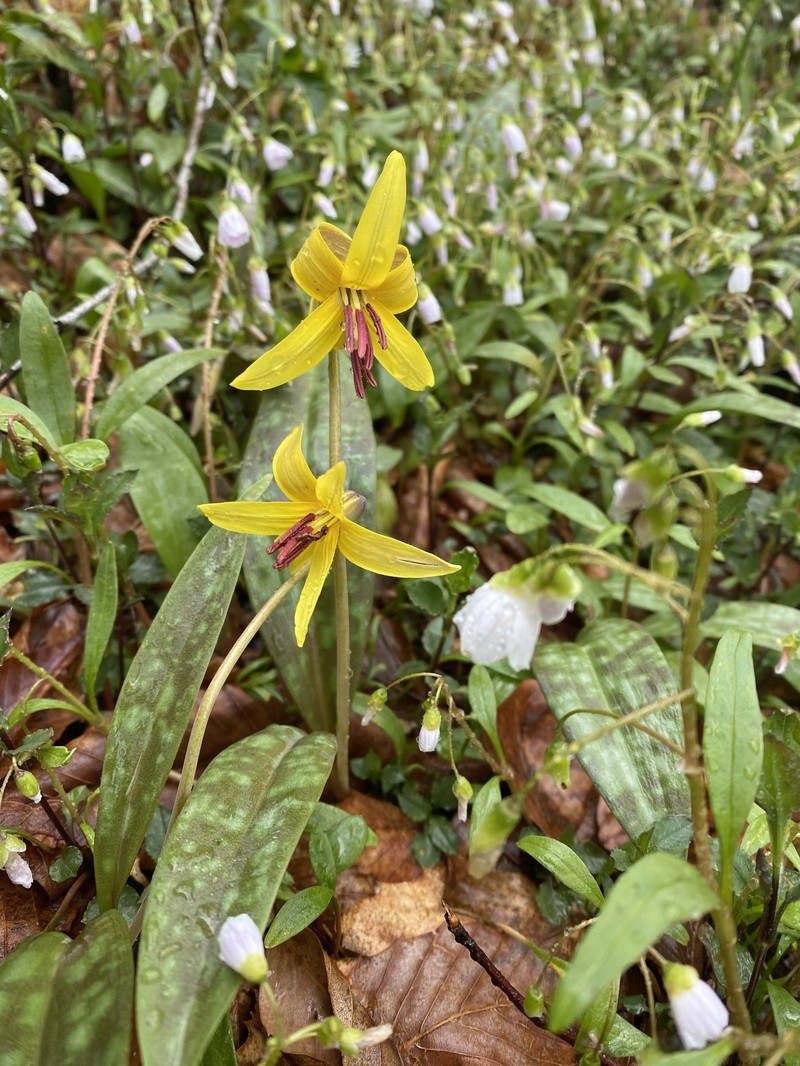 Erythronium americanum subsp. harperi photo 6