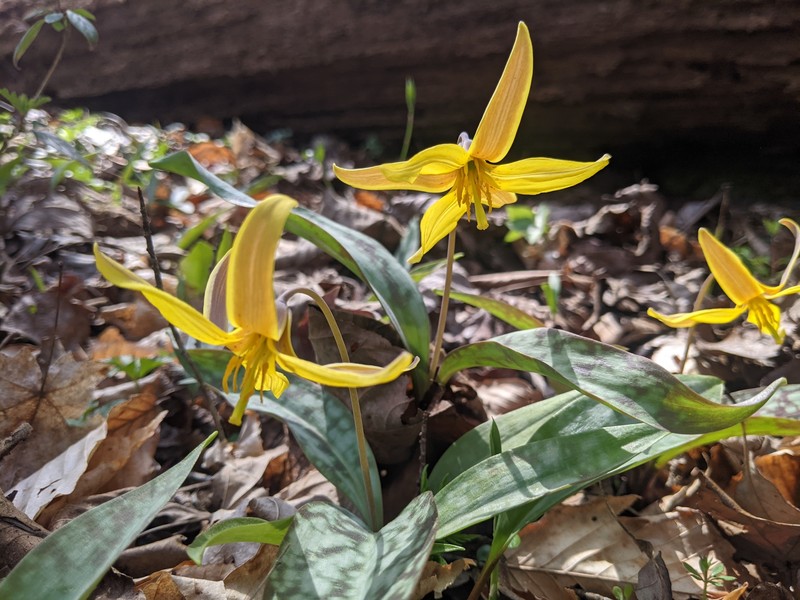 Erythronium americanum subsp. harperi photo 7