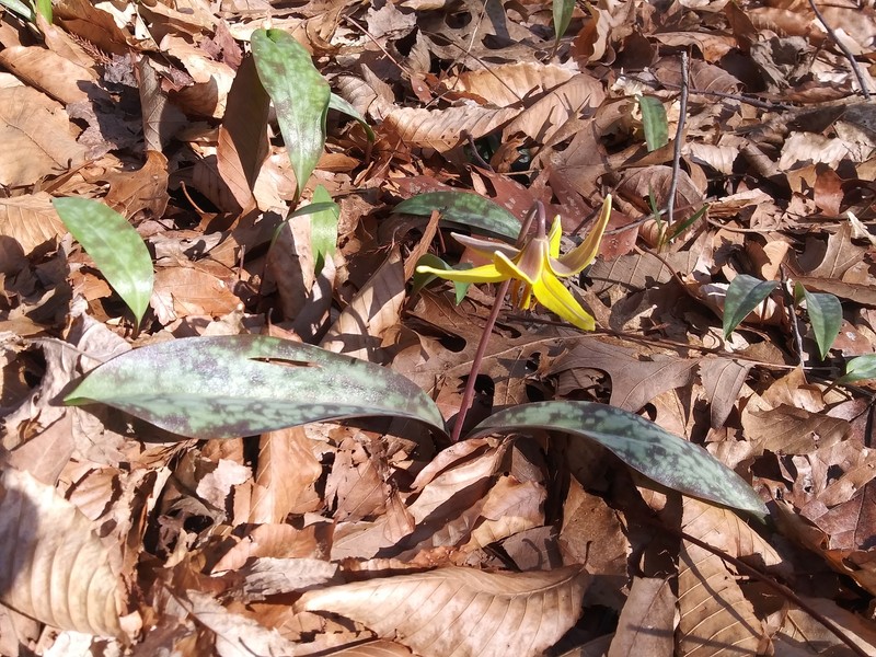 Erythronium americanum subsp. harperi photo 8