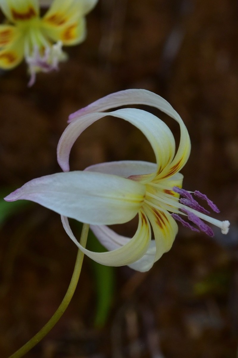 California Fawnlily