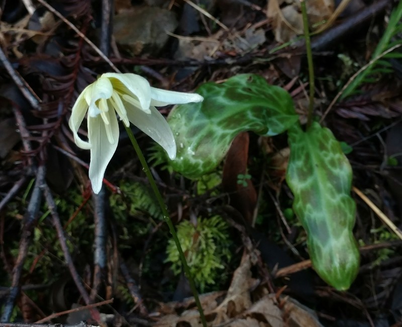 California Fawnlily photo 2