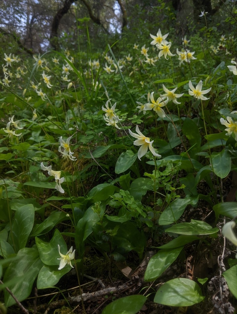 California Fawnlily photo 4