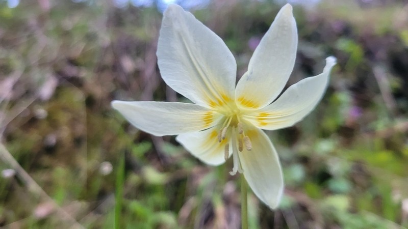 California Fawnlily photo 5