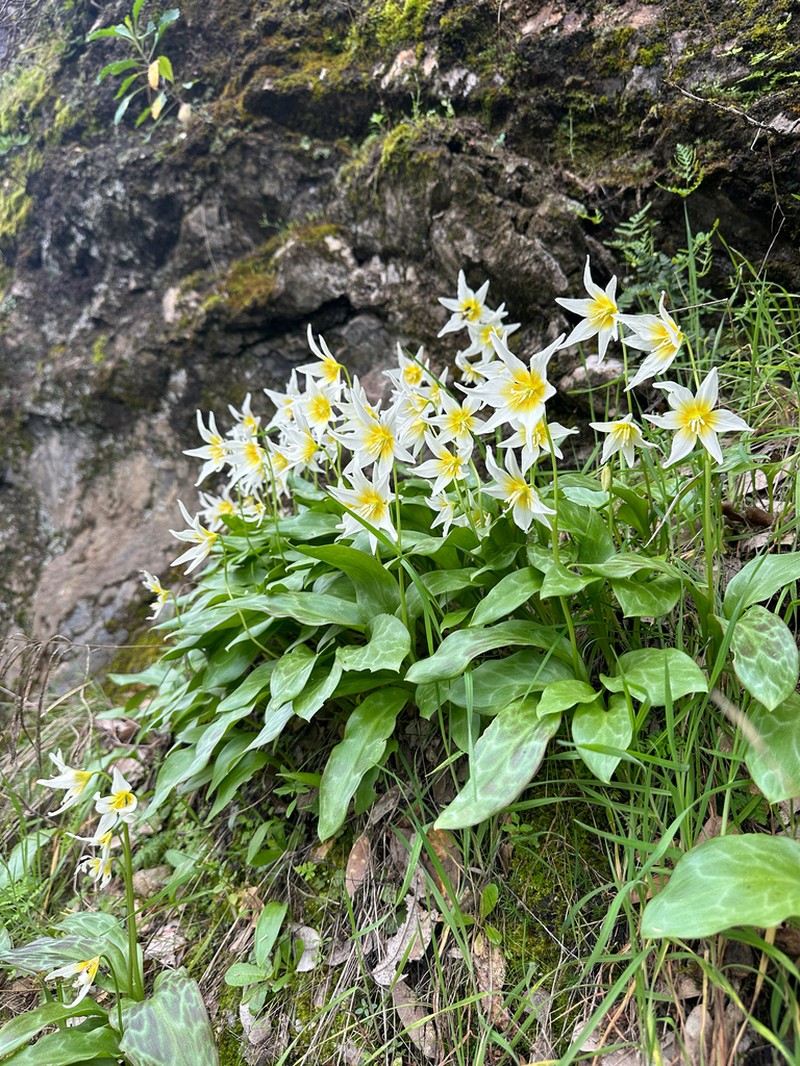 California Fawnlily photo 6
