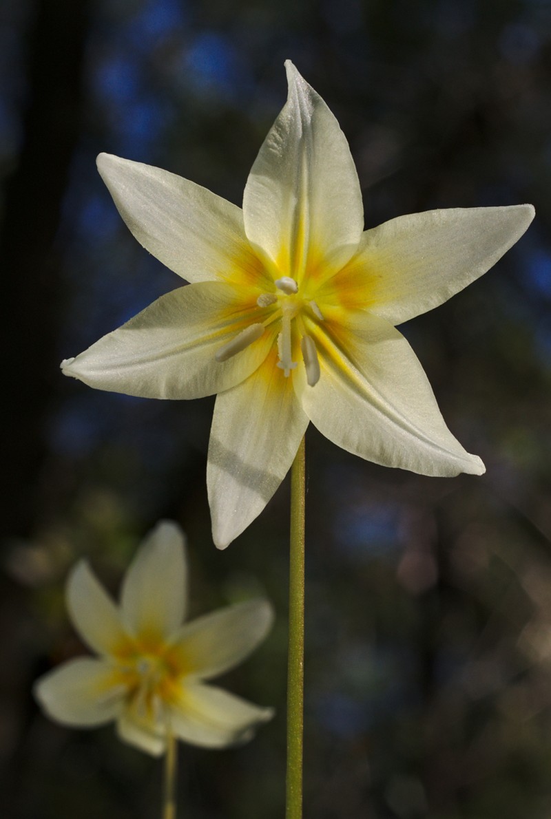 California Fawnlily photo 7