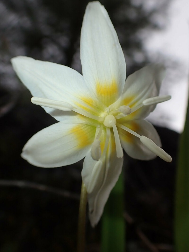 California Fawnlily photo 8