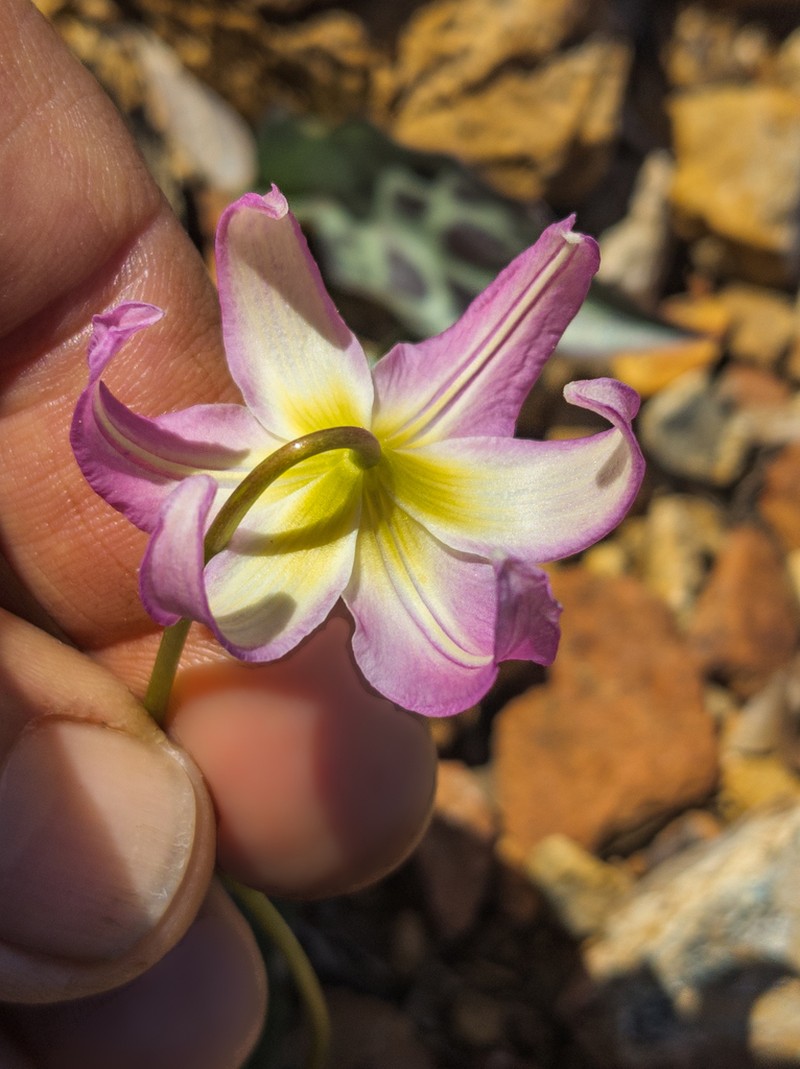 Cream Fawnlily