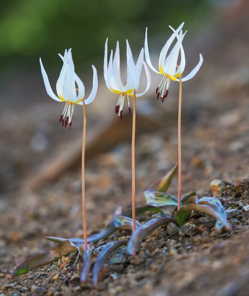Cream Fawnlily photo 2