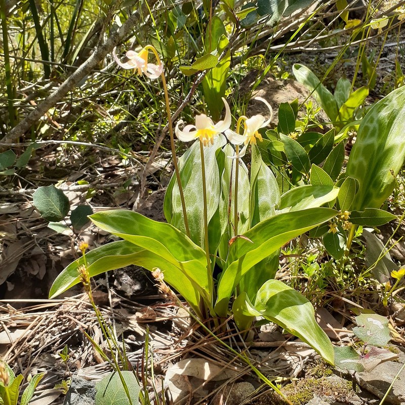 Cream Fawnlily photo 3