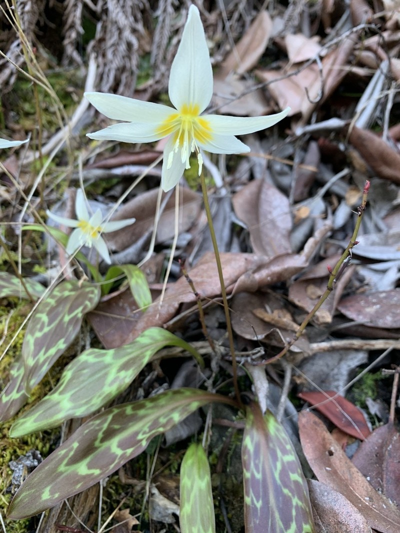 Cream Fawnlily photo 4