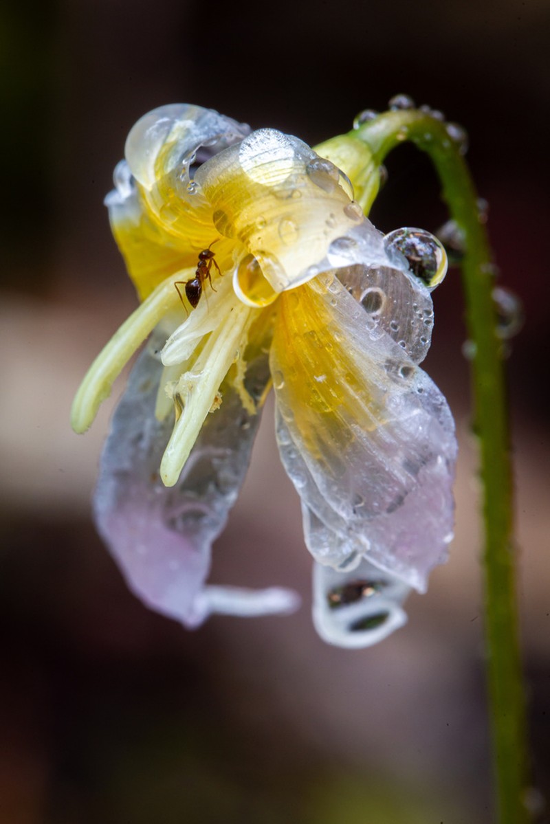 Cream Fawnlily photo 5