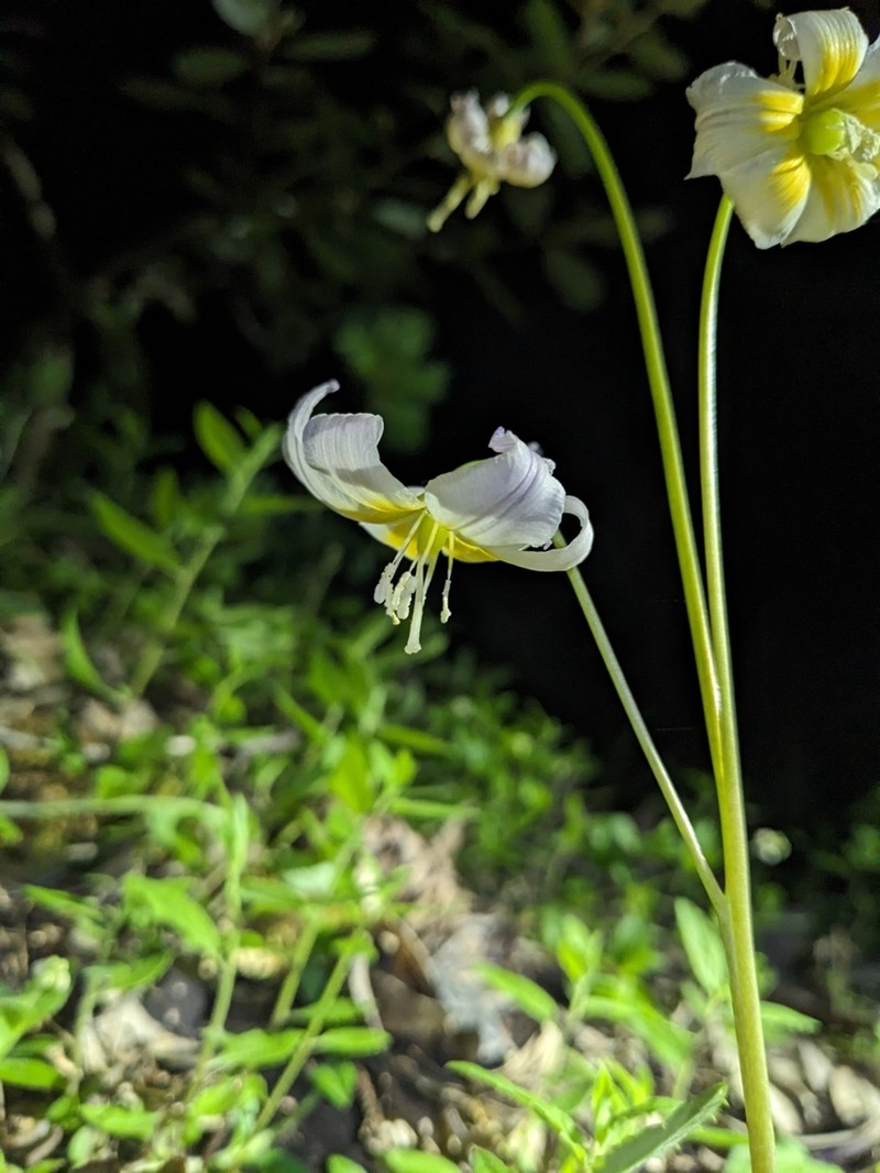 Cream Fawnlily photo 6