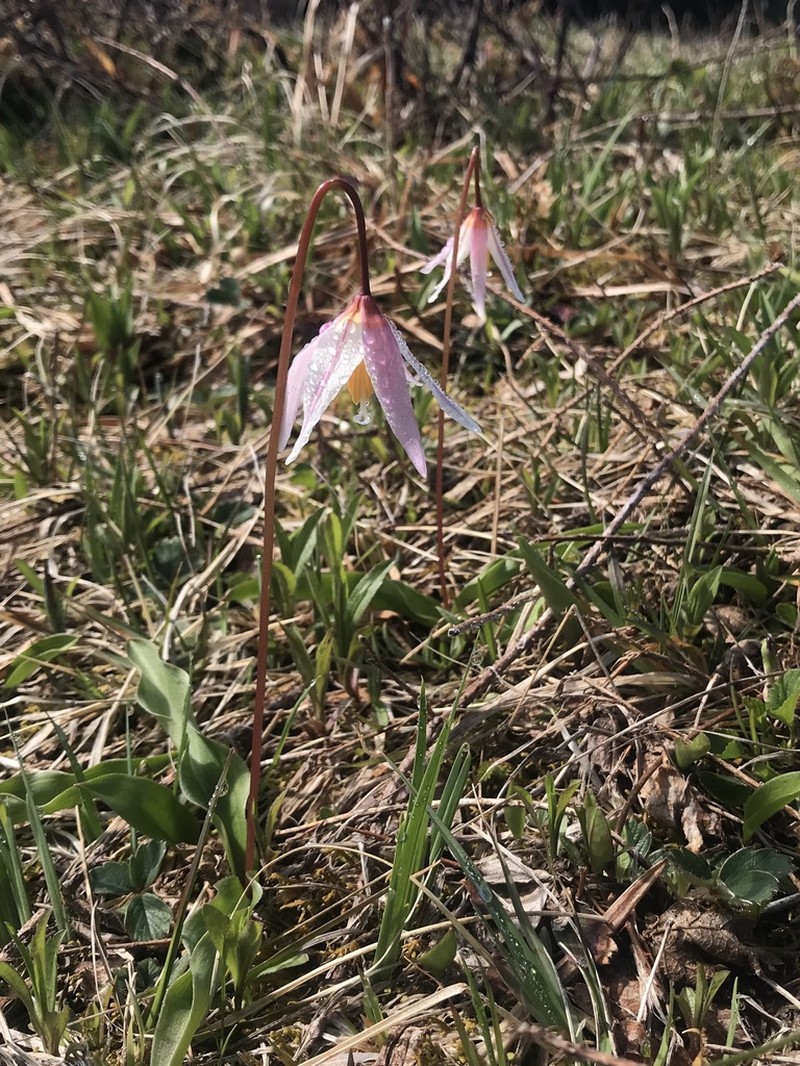 Coast Range Fawnlily