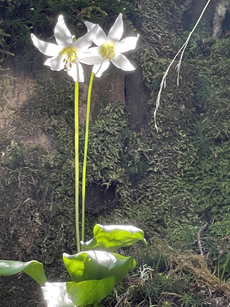 Coast Range Fawnlily photo 2
