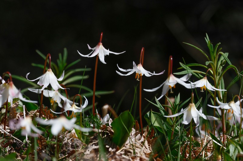 Coast Range Fawnlily photo 3