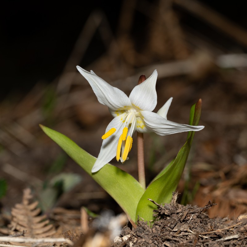 Coast Range Fawnlily photo 4