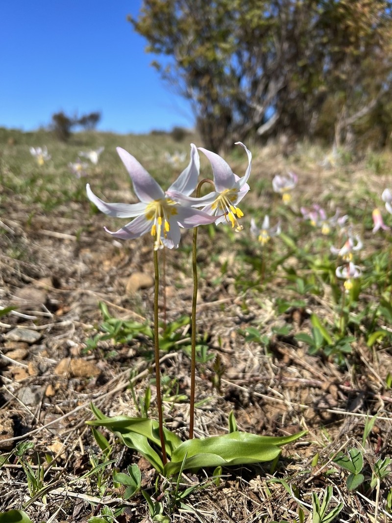 Coast Range Fawnlily photo 5